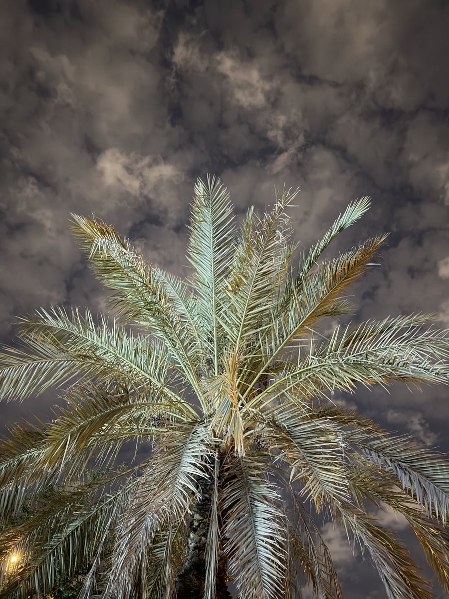 عضوان الأحمري tweet media