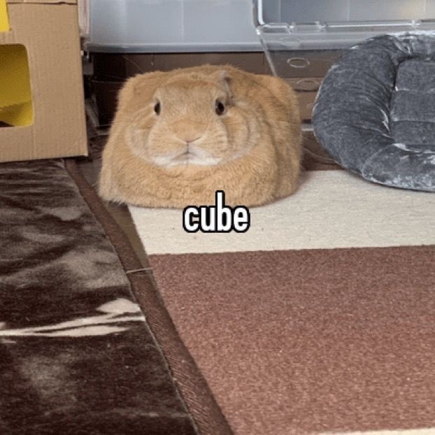 Why you should have a rabbit (@shouldhaverabit) on Twitter photo 