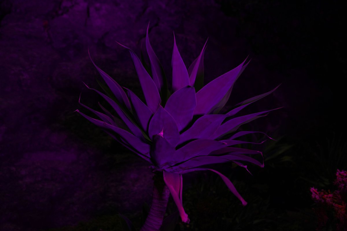 El Colegio de México tweet media