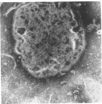 Ayman Alatas tweet media