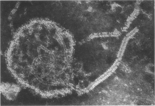 Ayman Alatas tweet media