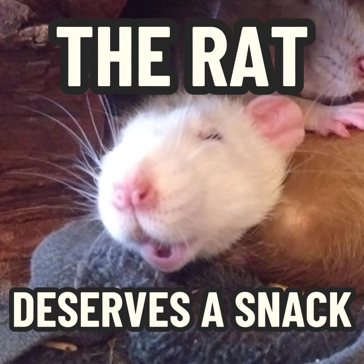 Greytail - Rattus Invictus! tweet media