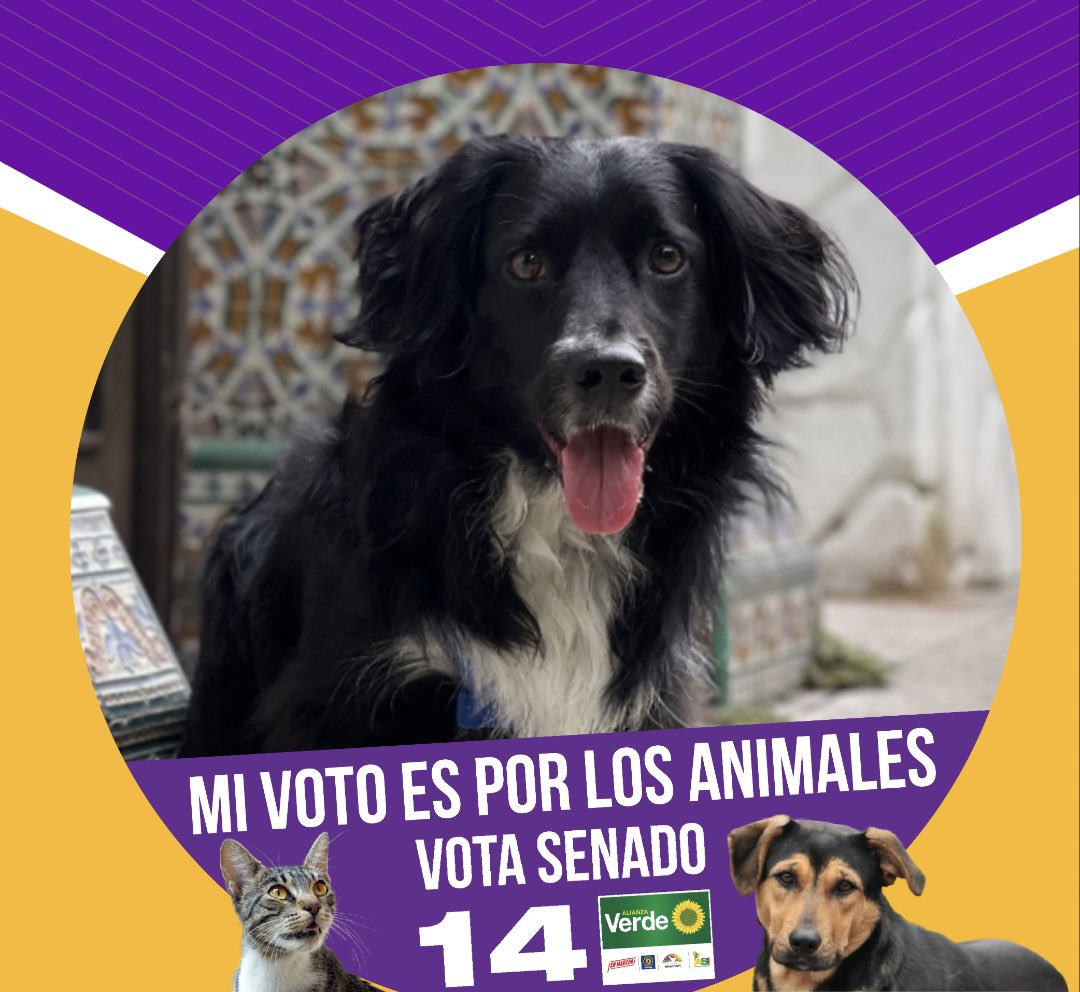 danielvelez20's tweet photo. Mi voto al senado es por ella y por ellos❤️‍🔥🙏🏽 @andreanimalidad https://t.co/7G3ZvcY70E