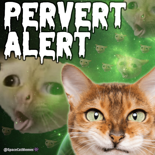 SpaceCatMemes👾 tweet media