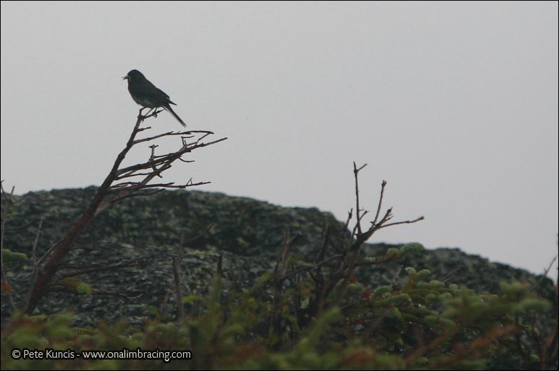 Pete Kuncis tweet media