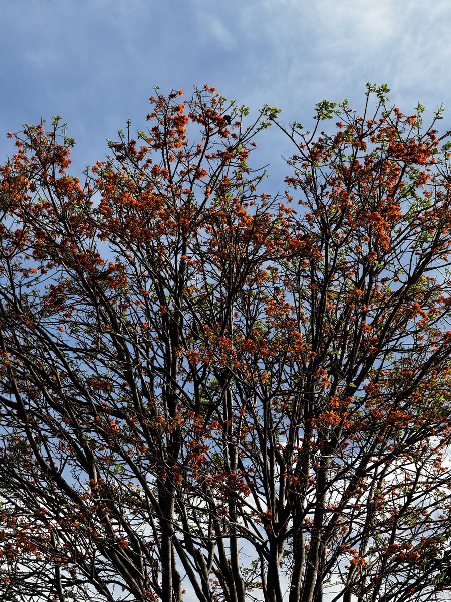 Steph González tweet media