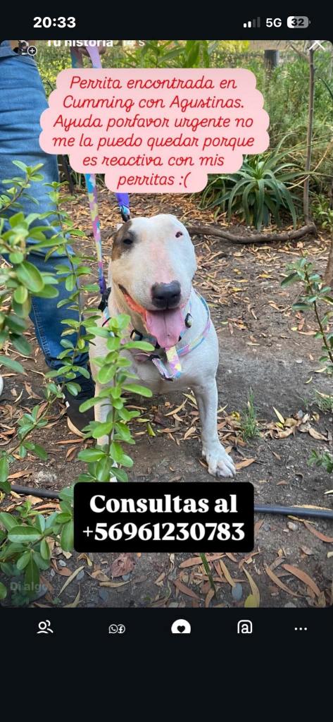 LORE TIN (@todopormiperro) on Twitter photo 