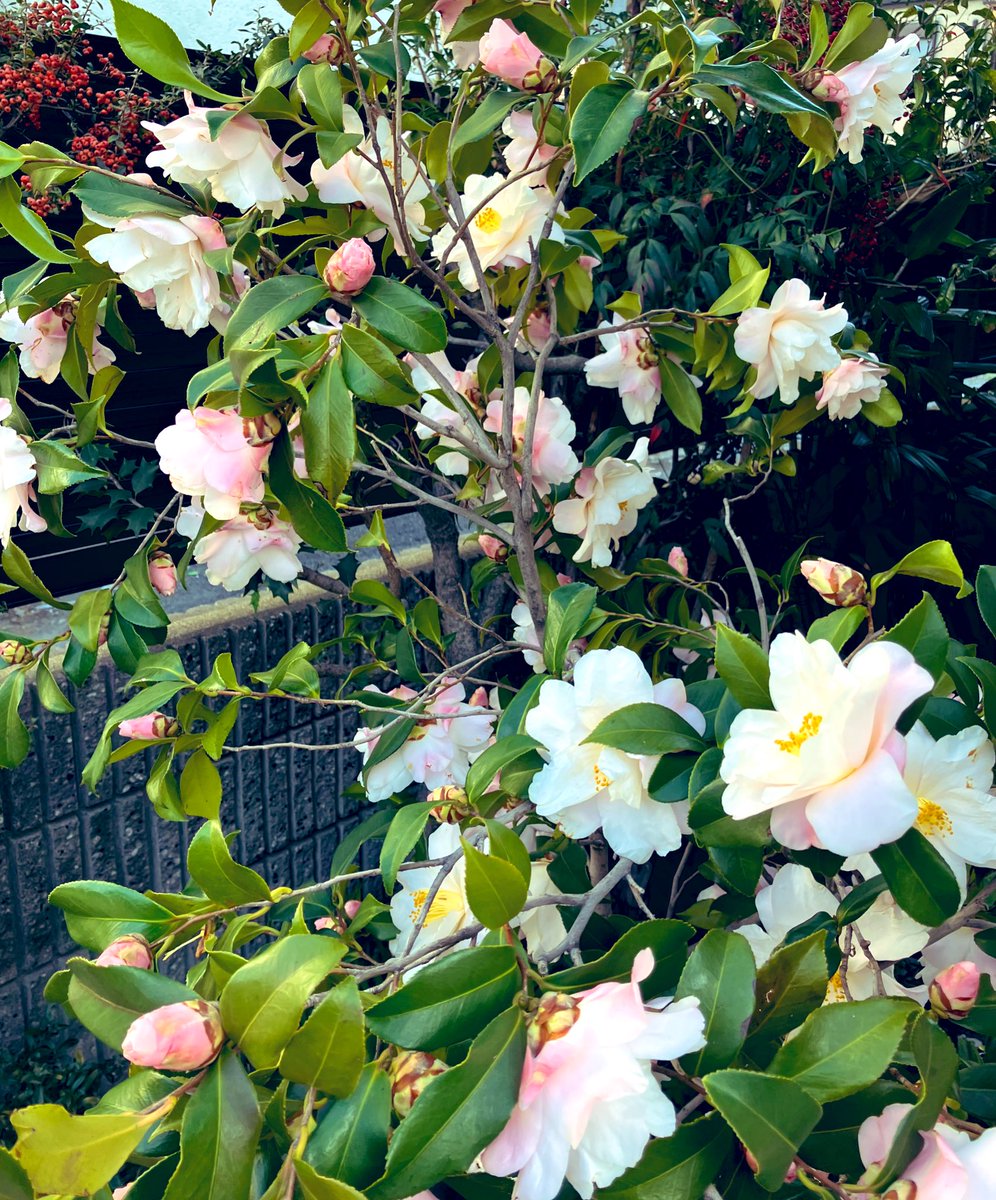 まあ、みなさん、うちの花でも見て落ち着いて。
事実に基づいて、理性的に話しましょう。
（最近のＸ全般を見てふと思っただけで、身の回りに何かあったわけではないです）