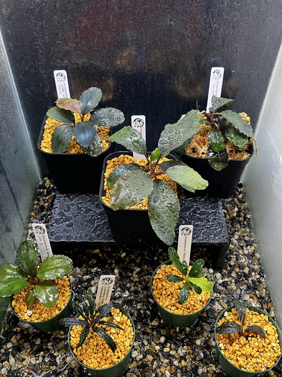 オンライン販売済み ブセファランドラ Bucephalandra sp.Mukok Black