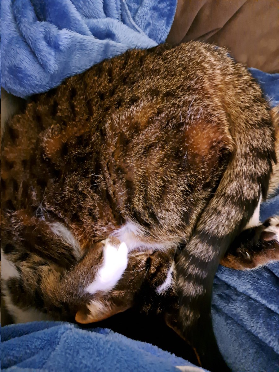 itsRainstorm_'s tweet photo. just wanted to post that im alive and safe thankfully <3
have a silly cat picture https://t.co/pbcDY51ecD