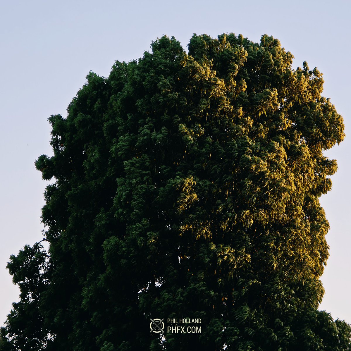 Phil Holland tweet media