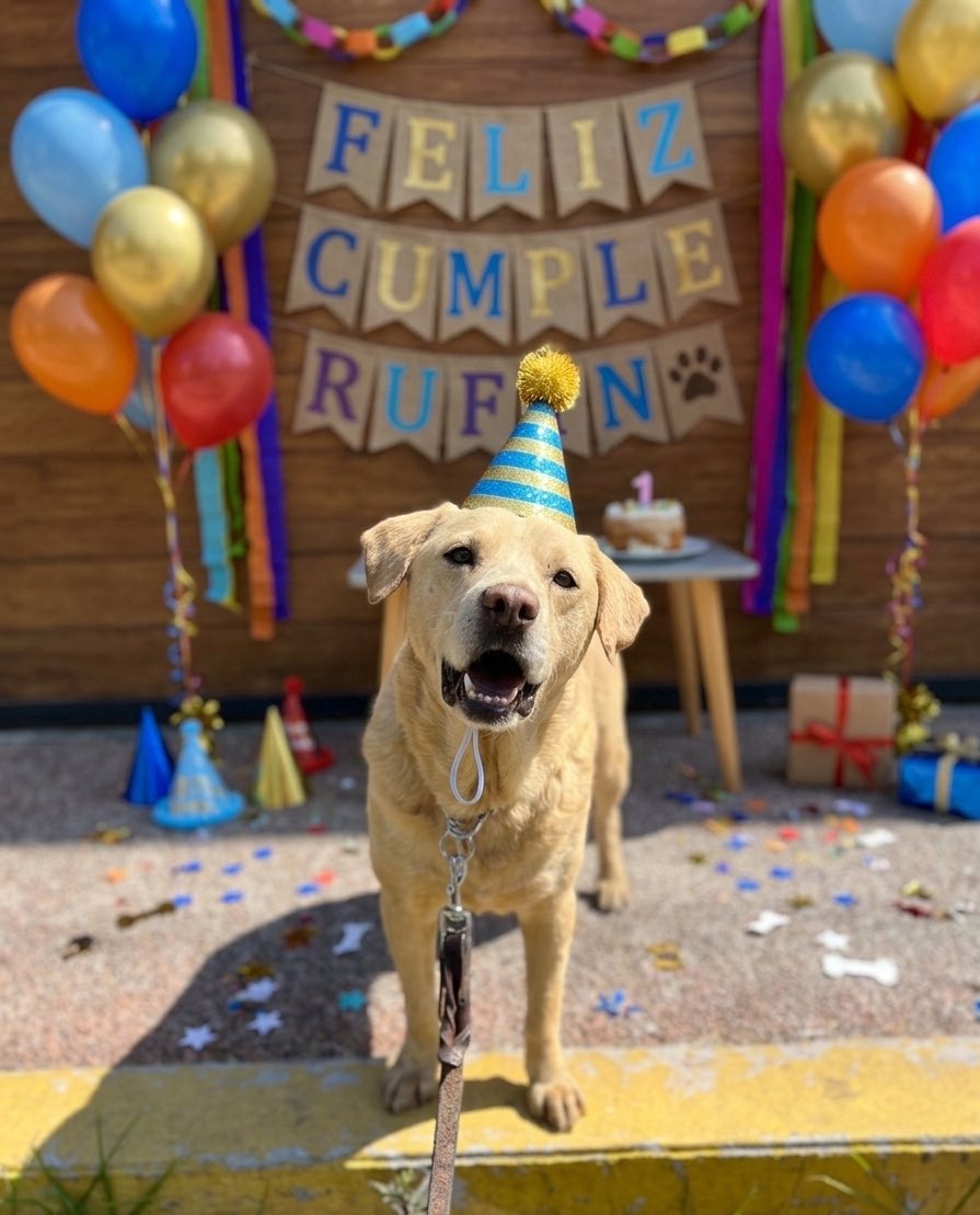 Este mes es el cumpleaños de nuestro querido Rufino, nosotros le contamos como su cumpleaños cuando los rescatamos.🩷

Hace un año llegó con nosotros,y desde entonces estamos intentando conseguir una familia para él.

¡Felices 4 años Rufino! Ojalá para tu cumpleaños número 5 ya
