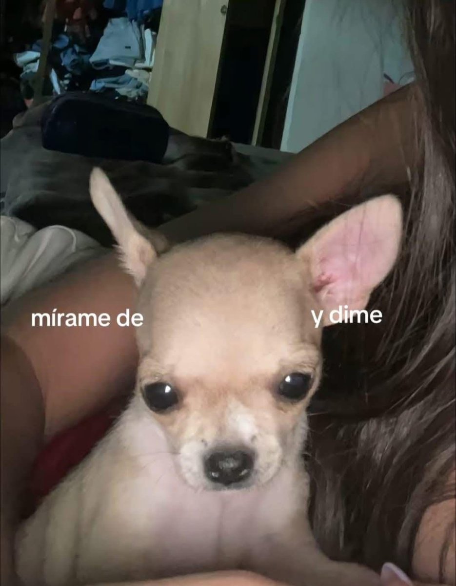 Perritos que curan tu depresión 🐶 (@perritos_qctd) on Twitter photo 