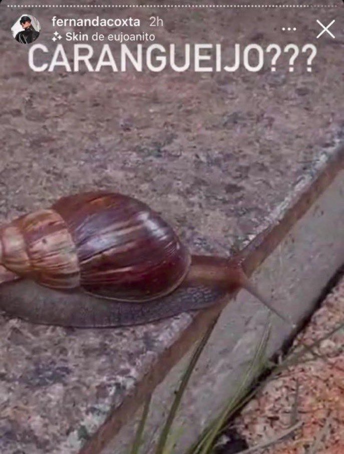 Essas duas prints são primas