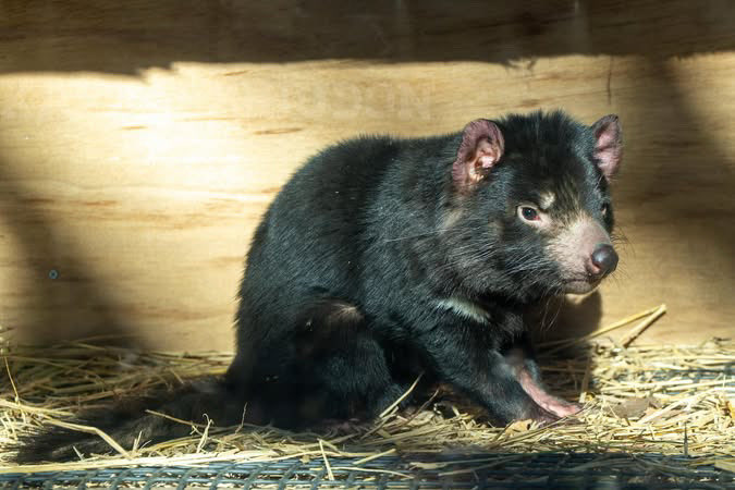 はなまるかけだしうどん tweet media