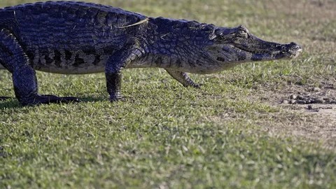 Mingau 🦃 tweet media