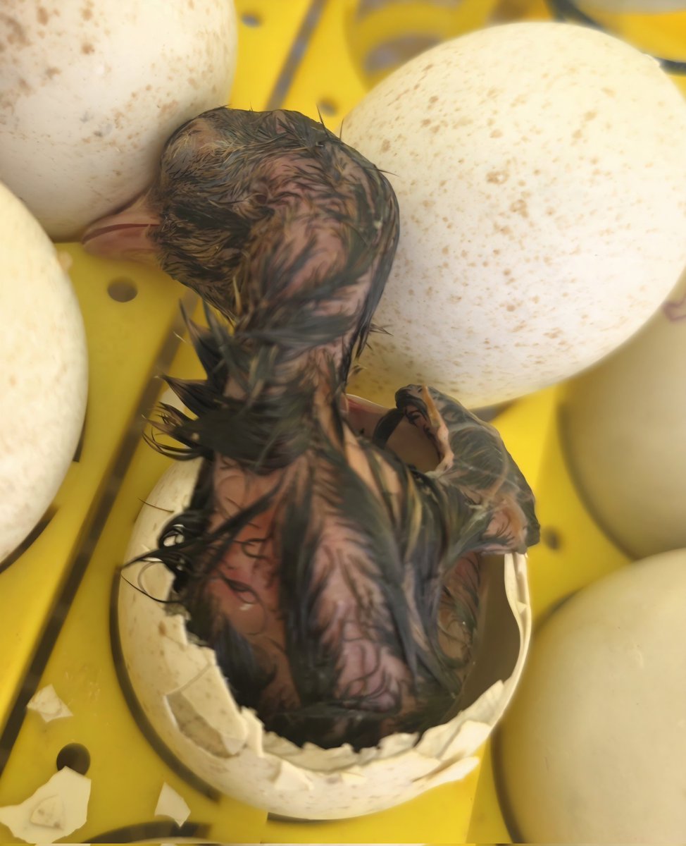 S Tominaga (Aka Dr Craig Wright) tweet media