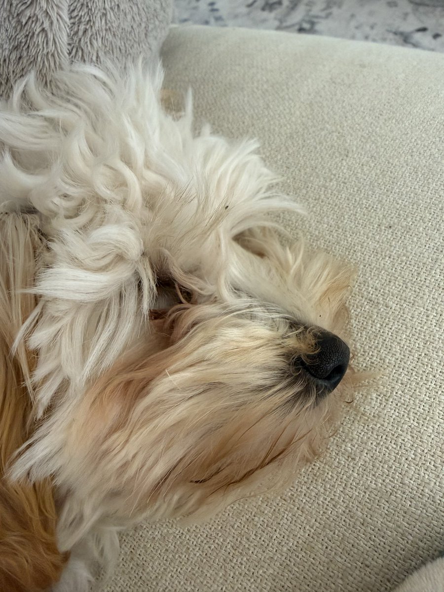 Wayward Parallax 🦉🐍 tweet media