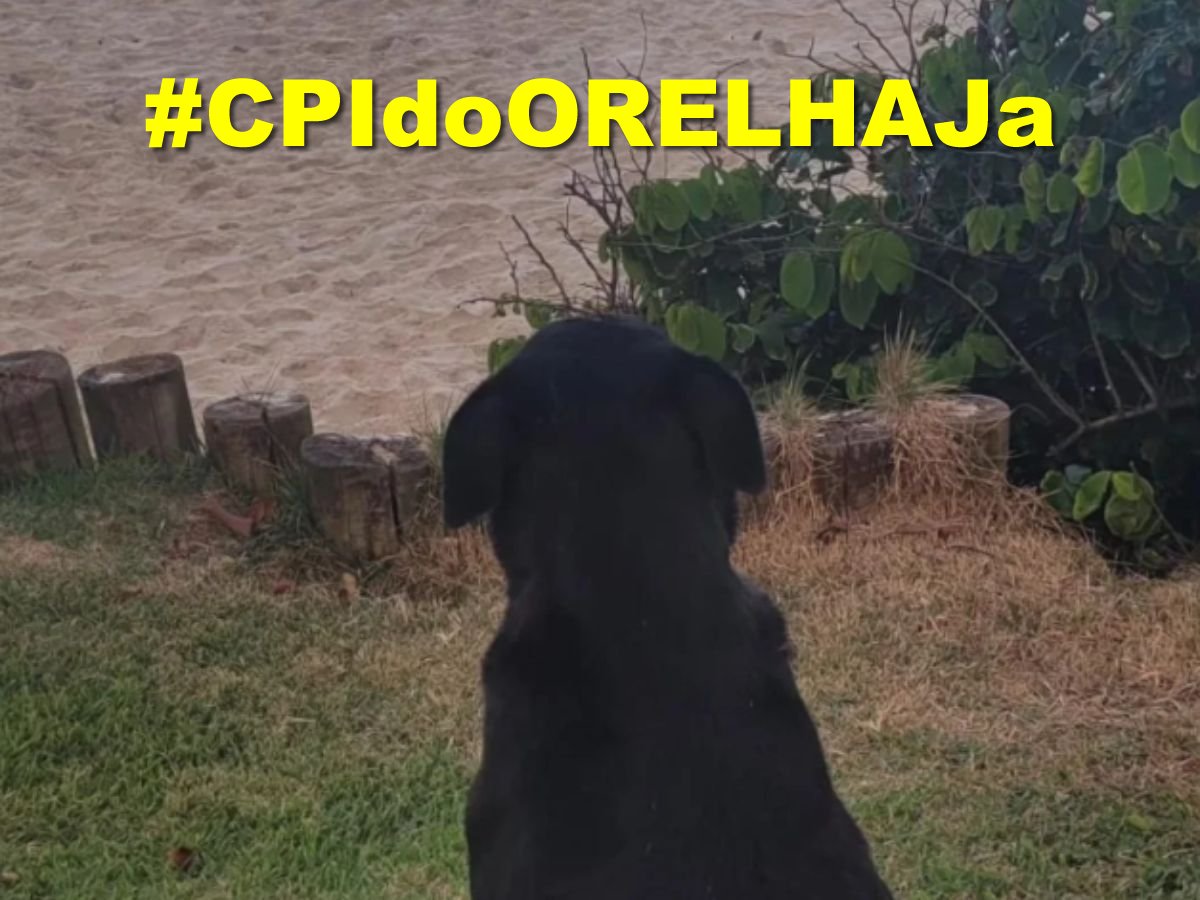 Ninguém solta a pata desse carinha. Esse carinha não fazia mal a ninguém. Que o caso dele ajude a salvar 30 milhões de animaisde rua. 
Vamos subir #CPIDoOrelhaJa