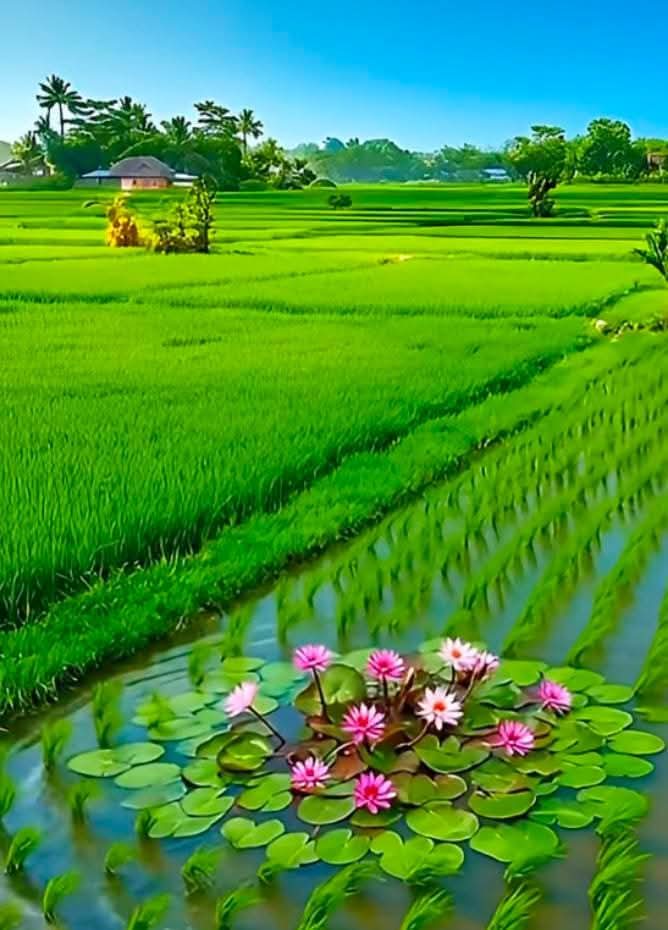 এই জীবনটা তো আর একদিনের নয়,
হয়তো দীর্ঘদিনেরও নয়,
কতটুকু পথ বাকি আছে-
সেটাও তো জানা নেই!

শুধু এইটুকু বুঝি-
জীবনটা সময়ের চাদরে মোড়া,
দিন যায়, রাত নামে
সময় তার মতো করেই বয়ে চলে।

জীবন কতদিনের জানি না
তবে এইটুকু সত্য-
জীবনটা যতদিনেরই হোক
জীবনটা হোক সুন্দর, স্বচ্ছ।

শুভ সকাল