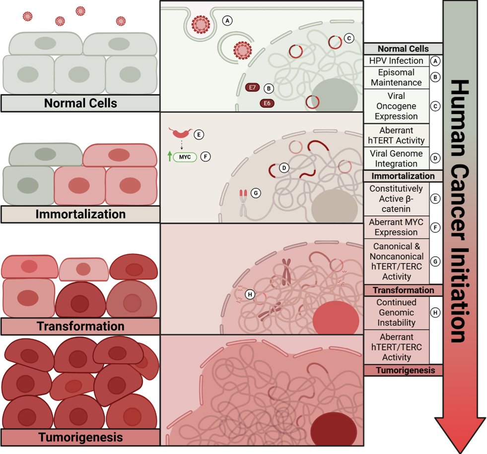 CHP_journal's tweet photo. 🔥 New Review in CHP
Molecular heterogeneity of HPV-associated cancers and strategies to overcome treatment resistance

Rasouli et al. (2026) from @OhioState review how HPV-driven cancers evolve—from viral infection and genome integration to immune escape and therapy resistance.

Key concept:
HPV integration reshapes the host genome, tumor heterogeneity, and immune microenvironment, driving diverse treatment responses.

The review highlights emerging combination therapiestargeting viral oncogenes, host vulnerabilities, and tumor immunity.

🧬 Includes 4 figures + 1 clinical therapy table
🔗 https://t.co/eyr6ckYDnH