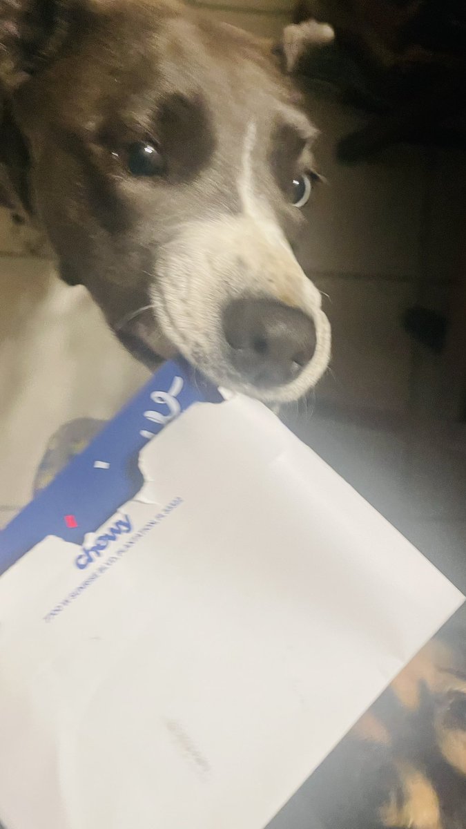 katm65468's tweet photo. Iris opened her birthday card from @Chewy 
Thank you for being the most amazing company. My crazy 5 love you all. 💜💚 https://t.co/tWXaWAeNOt