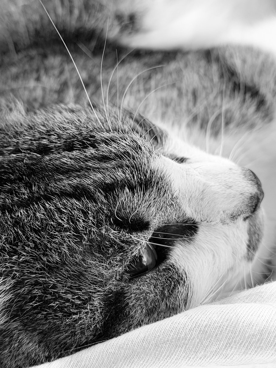 Mugiwara no foffy 🧭 tweet media