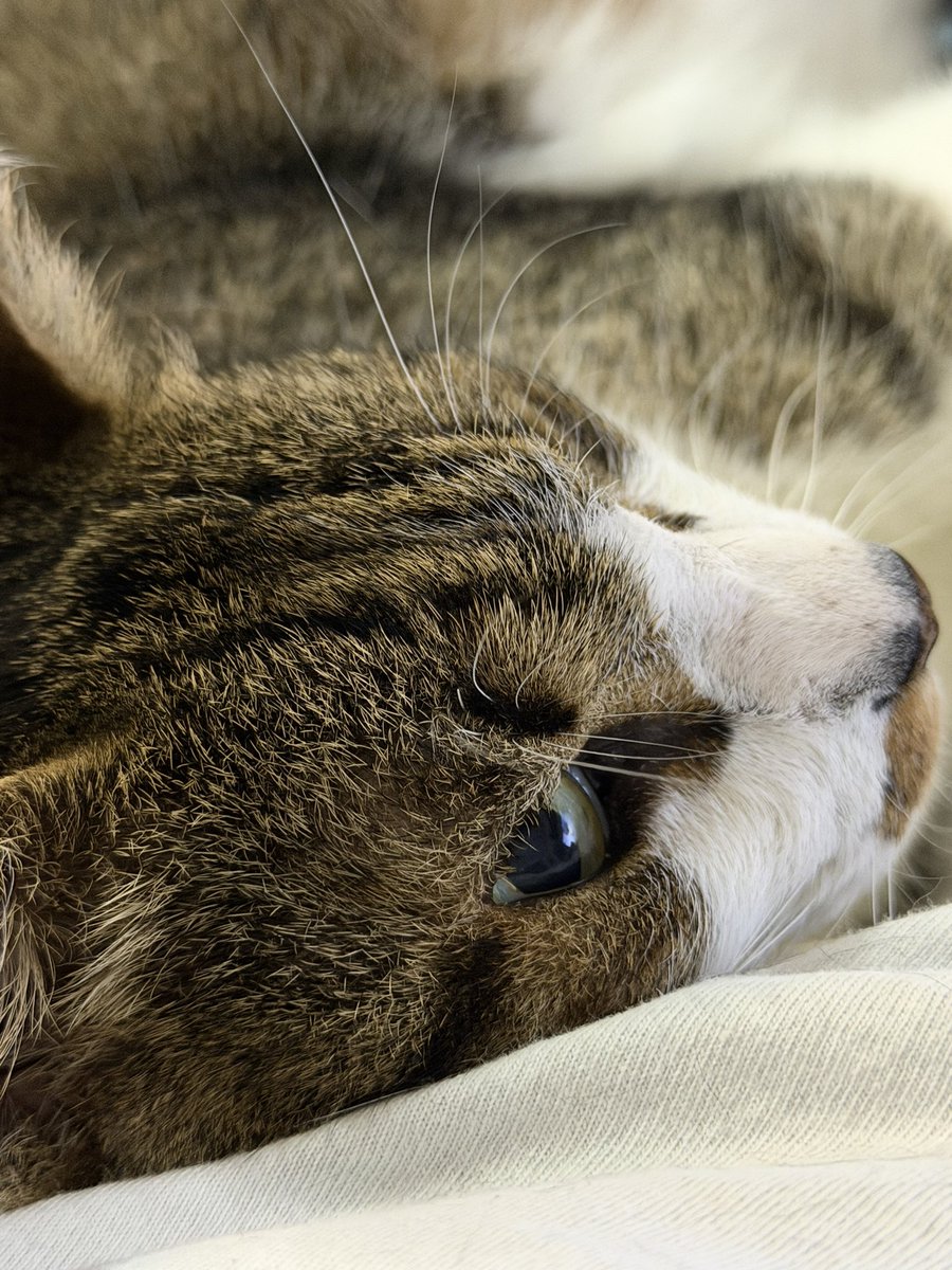 Mugiwara no foffy 🧭 tweet media