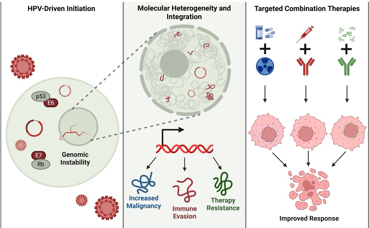 CHP_journal's tweet photo. 🔥 New Review in CHP
Molecular heterogeneity of HPV-associated cancers and strategies to overcome treatment resistance

Rasouli et al. (2026) from @OhioState review how HPV-driven cancers evolve—from viral infection and genome integration to immune escape and therapy resistance.

Key concept:
HPV integration reshapes the host genome, tumor heterogeneity, and immune microenvironment, driving diverse treatment responses.

The review highlights emerging combination therapiestargeting viral oncogenes, host vulnerabilities, and tumor immunity.

🧬 Includes 4 figures + 1 clinical therapy table
🔗 https://t.co/eyr6ckYDnH
