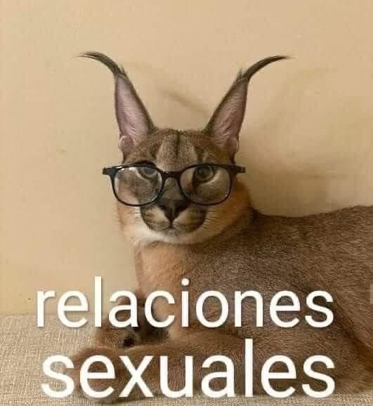 Beatrix966760's tweet photo. Quien pa un sexrol bien delicioso y sin limites? #sexrol #lewrdp #sexrp https://t.co/oshoB2oVzQ