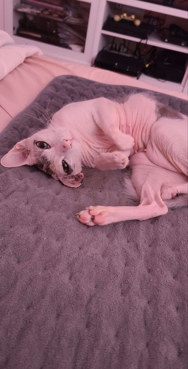 California Cream Pie tweet media