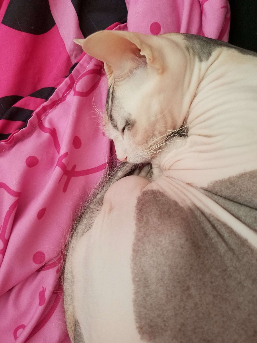 California Cream Pie tweet media