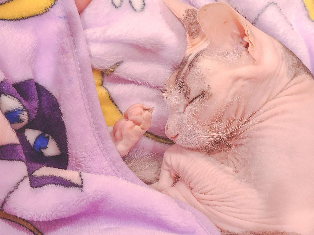 California Cream Pie tweet media