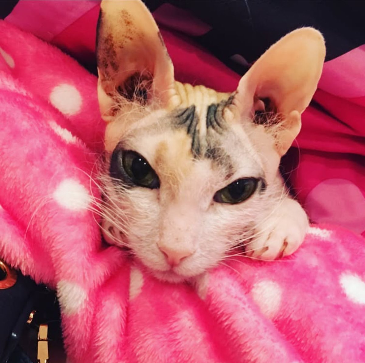 California Cream Pie tweet media