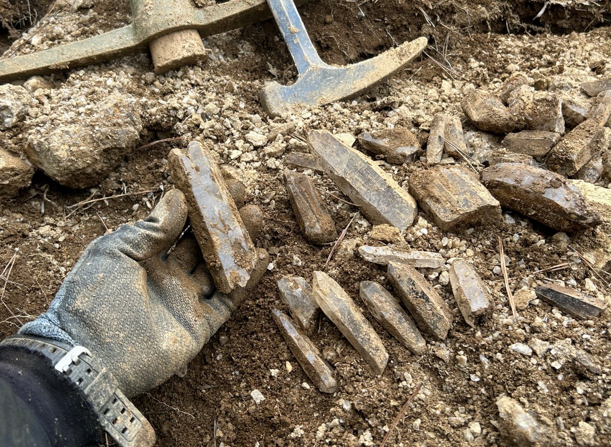 【自然遊撃隊】こうへい⛏️ tweet media