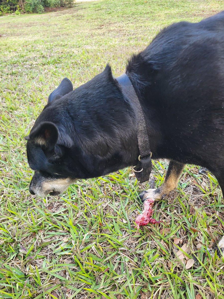 Hudson is a Dog tweet media