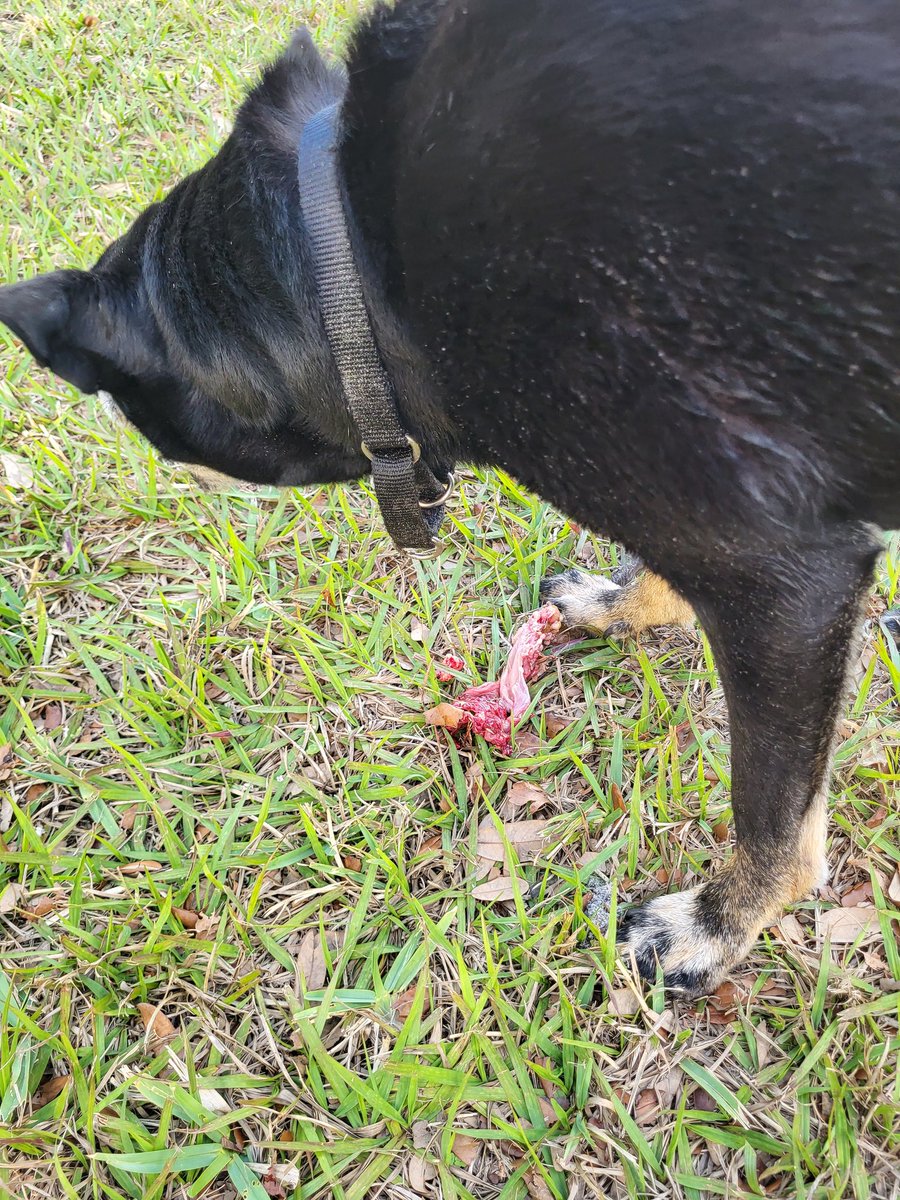 Hudson is a Dog tweet media