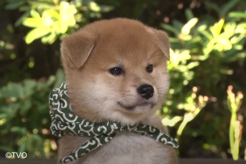 じーっ　
うるっ
24代目豆助
youtu.be/RhV_a_D9jw8
＃豆助
＃柴犬