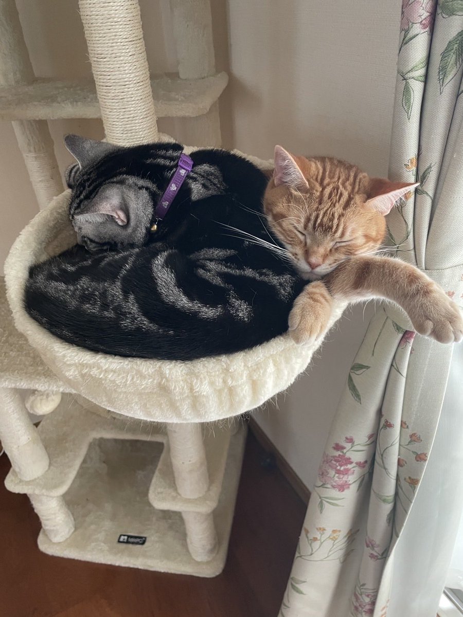 BinaryCat24778's tweet photo. 今日の開発環境です。
バッファサイズに対して、「2つのもふもふ」という過大なデータが注入され、完全な「バッファオーバーフロー」が発生しました。

#今日の開発環境 #BinaryCat #猫のいる暮らし #アメショ #アメショ https://t.co/w1tXnfeUMt
