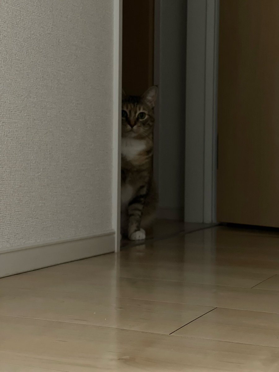 うめのこんぶ tweet media