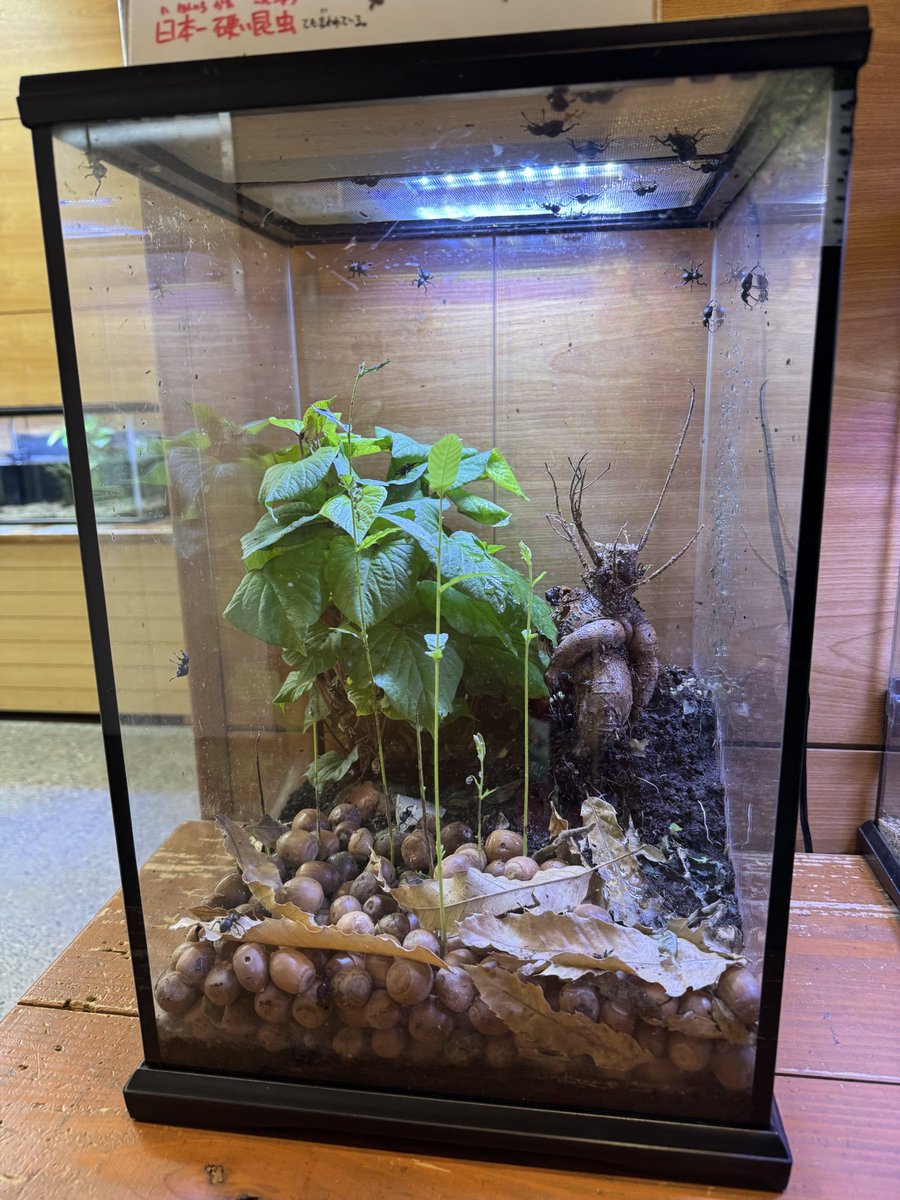 竜洋昆虫自然観察公園【公式】 tweet media