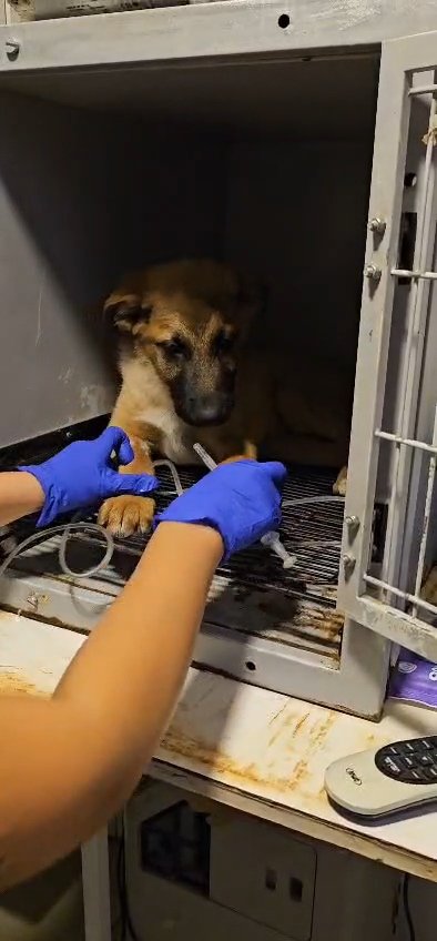 No dejo de pensar en como pedir para pagar la veterinaria😭aun faltan 135.000 pesos el es positivo a parvovirus y no podia quedar tirado en la calle. Por favor les ruego ayuda ya nose como publicarlo😭💔ayudenme si no no puedo😭
Solange Palacios
Banco estado
Cuenta rut
17376209-7