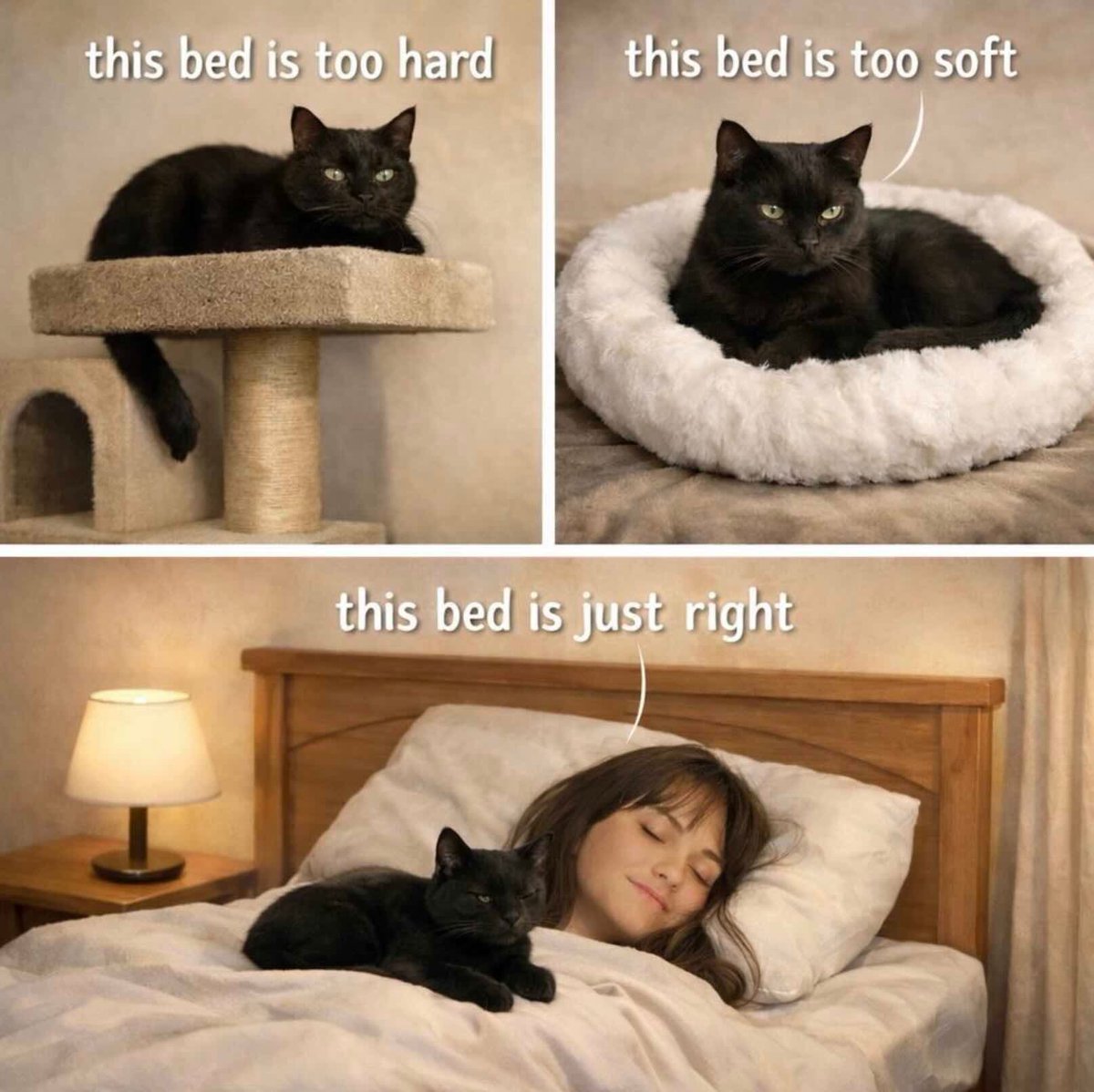 Cats and Kittens tweet media