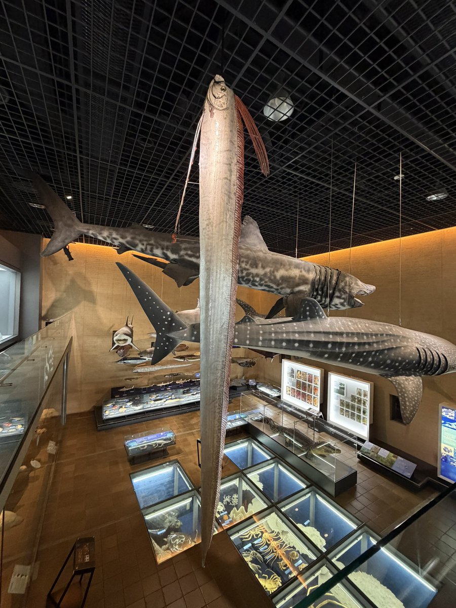 リュウグウノツカイが吊り下げ展示されてて笑ってしまった🤭