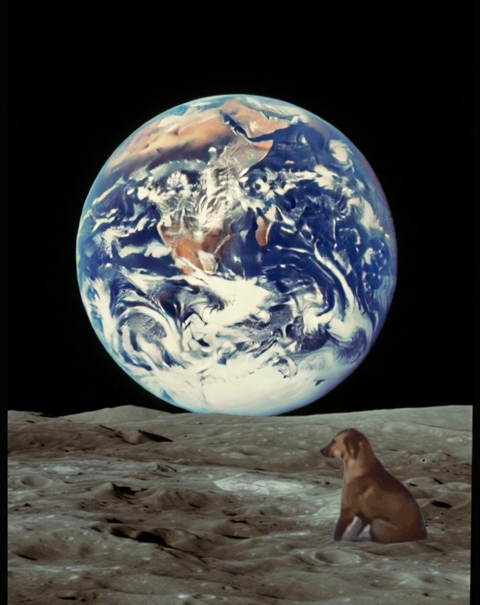 Dog In Pain $DIP tweet media