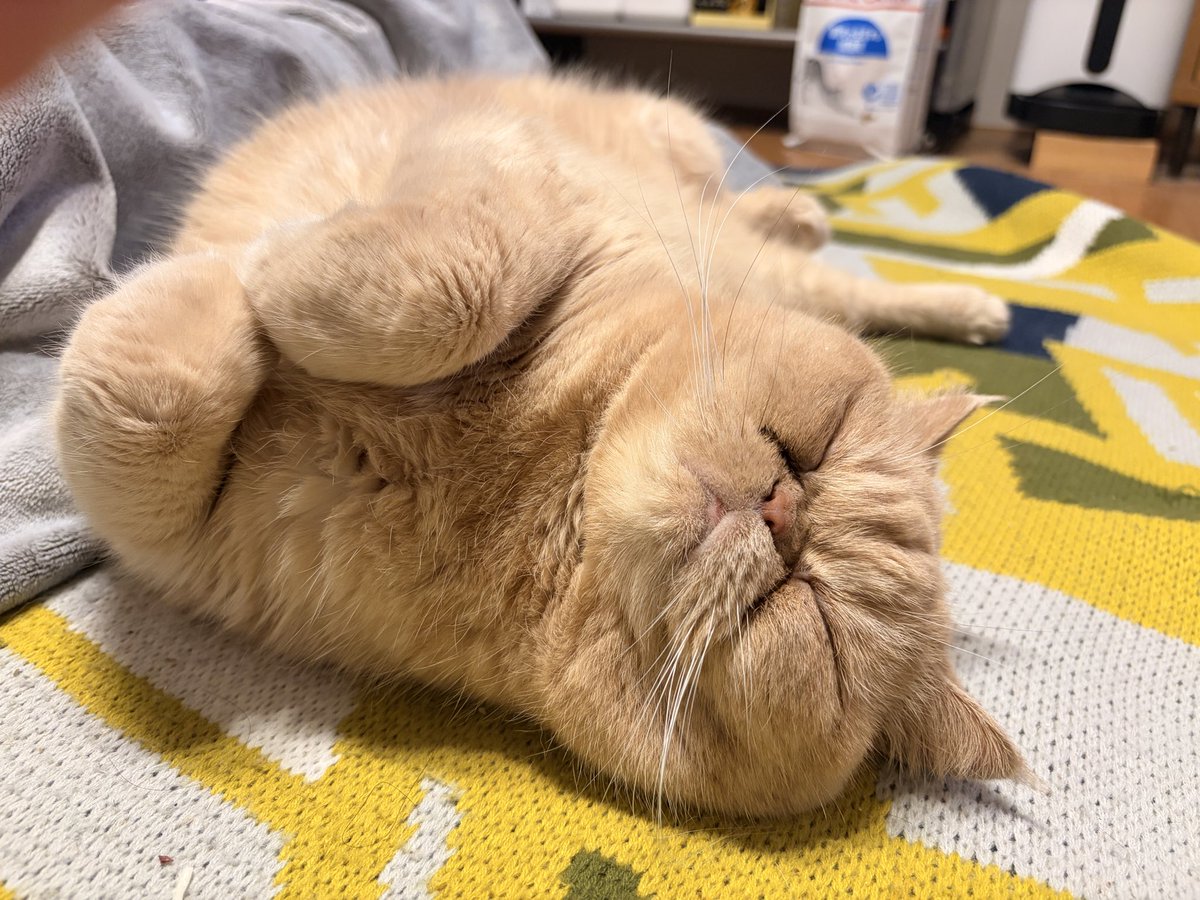 ohigemamire's tweet photo. かわいい子が添い寝しに来た！
#エキゾチックショートヘア 
#ねこのいる幸せ 
#ねこ https://t.co/Yyw8NvckZ8