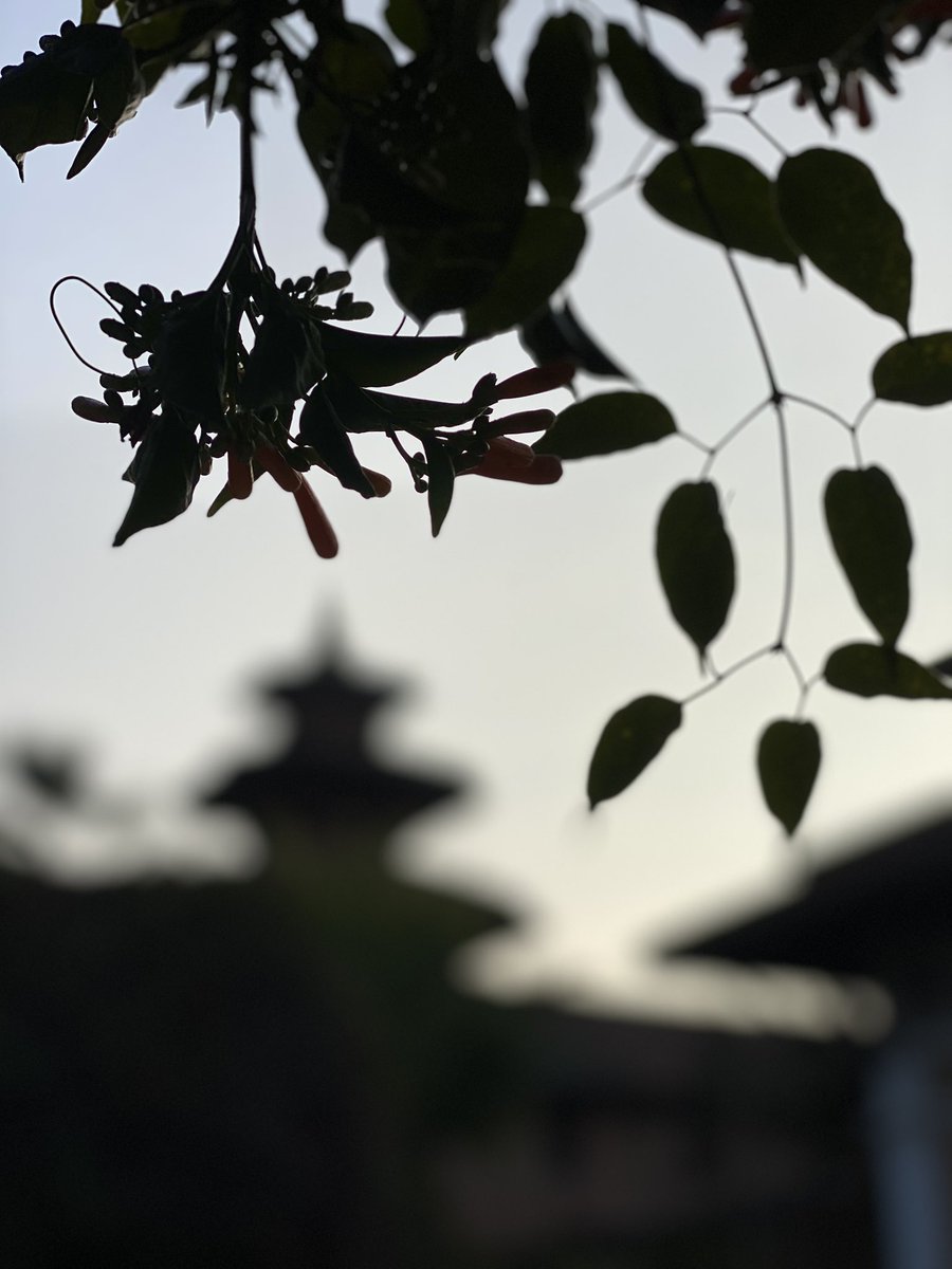 NepaliLive.com tweet media