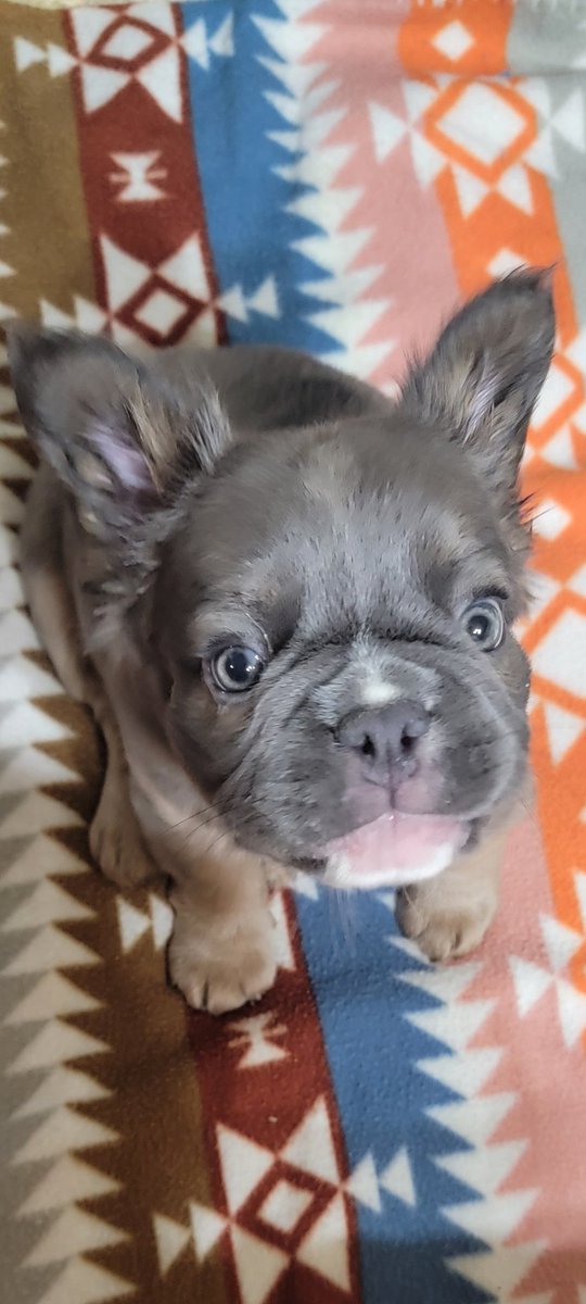 FurpectFrenchie's tweet photo. These kids were being soo good and pouring on the sugar 🩷🩷🐾🩵😍 I think they were just trying to get extra treats😂😘 I'm keeping them all to myself, NFS.🥰
#furpectfrenchies https://t.co/8KuyAQTavQ