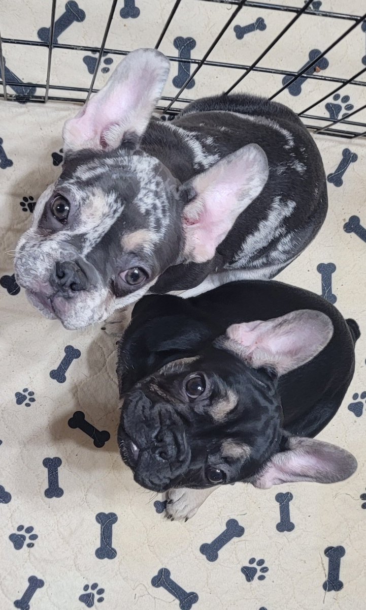 FurpectFrenchie's tweet photo. These kids were being soo good and pouring on the sugar 🩷🩷🐾🩵😍 I think they were just trying to get extra treats😂😘 I'm keeping them all to myself, NFS.🥰
#furpectfrenchies https://t.co/8KuyAQTavQ