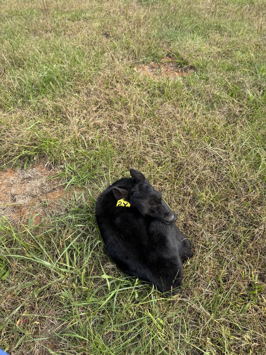 rylie ⊬ tweet media